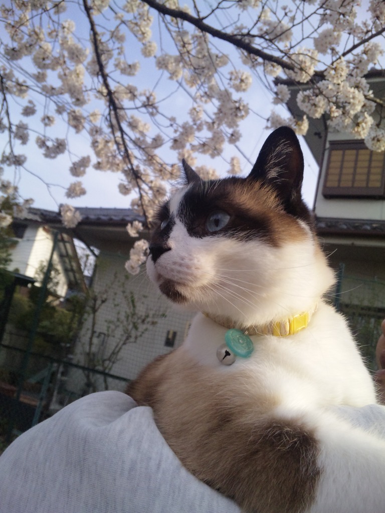猫とお花見に・・・また今年も桜一緒に見れたねぇ