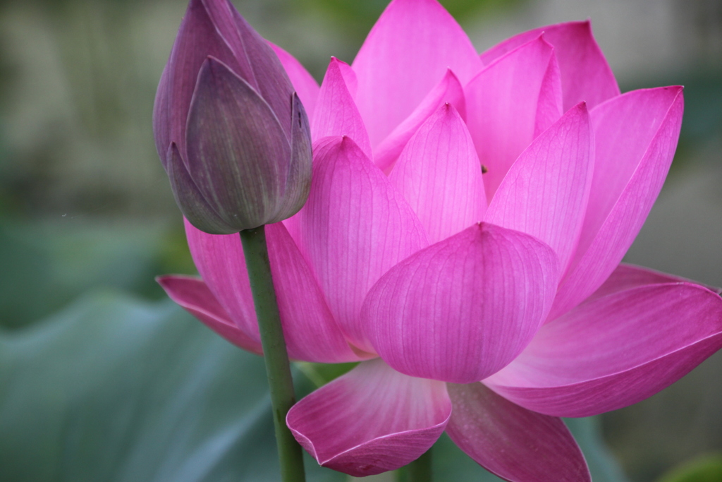 俗人に染まらない君子の花