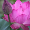 俗人に染まらない君子の花