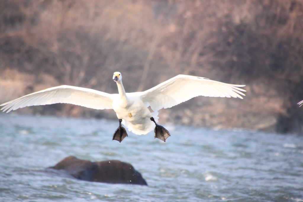 a forced landing ２