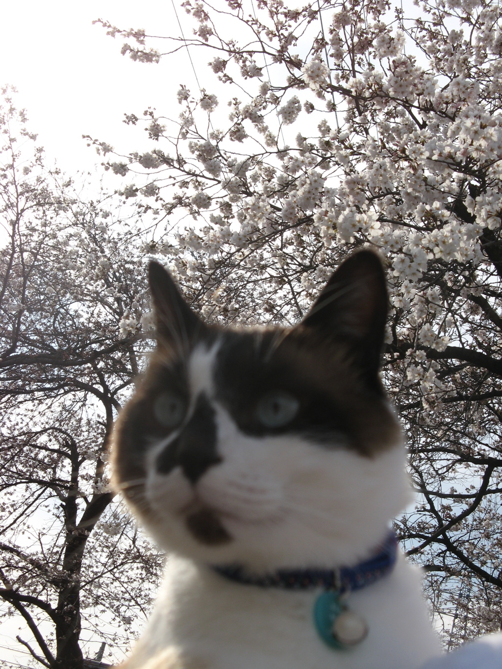 君！　かっこいいよ！