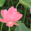 信濃國蓮花～水芙蓉　清らかな心で～０４