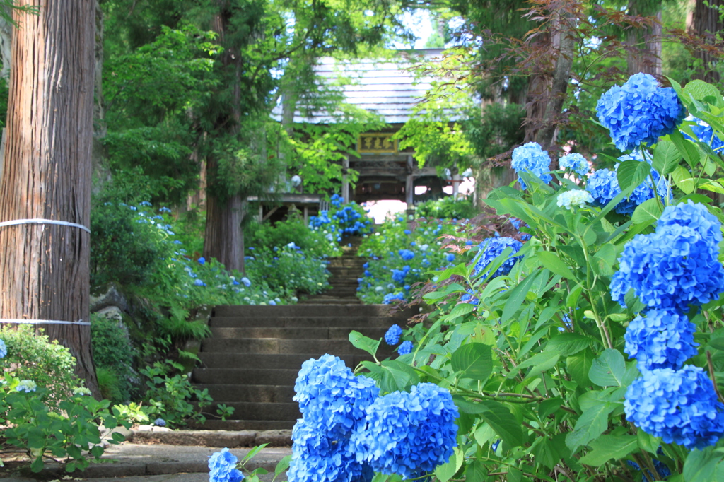 山門へと誘う蒼の世界