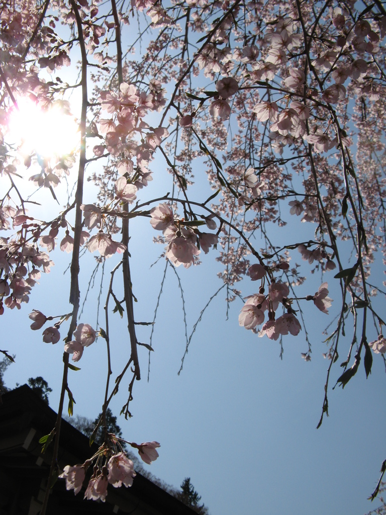 真田氏ゆかりの里に桜の季節が到来