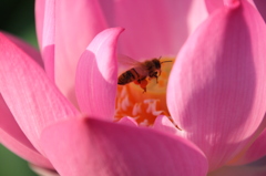 蜜蜂の世界２