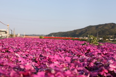 上田橋と芝桜の共演
