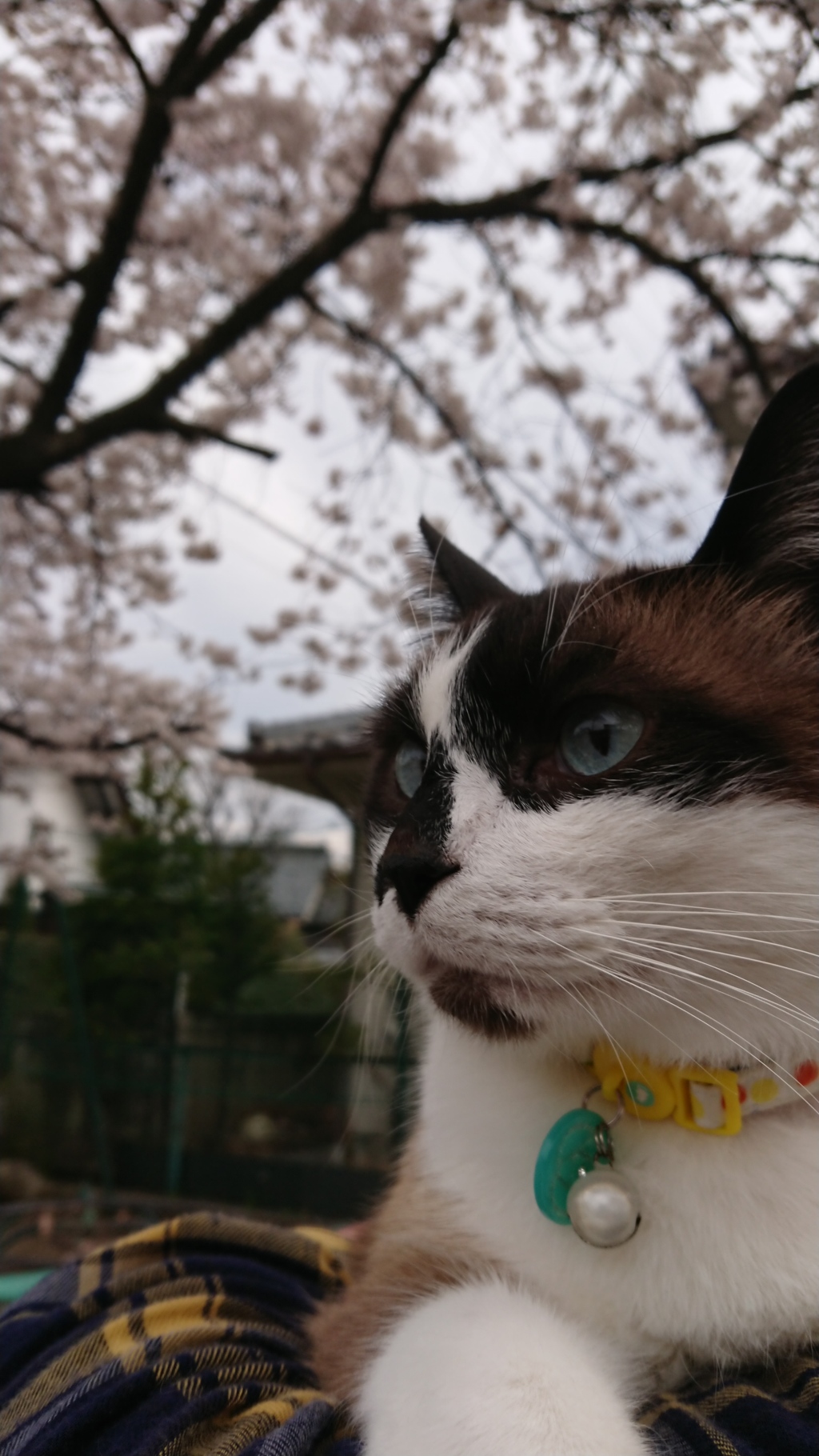 桜と共に生きる‼️