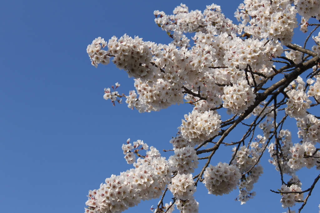 蒼き空に桜が一輪