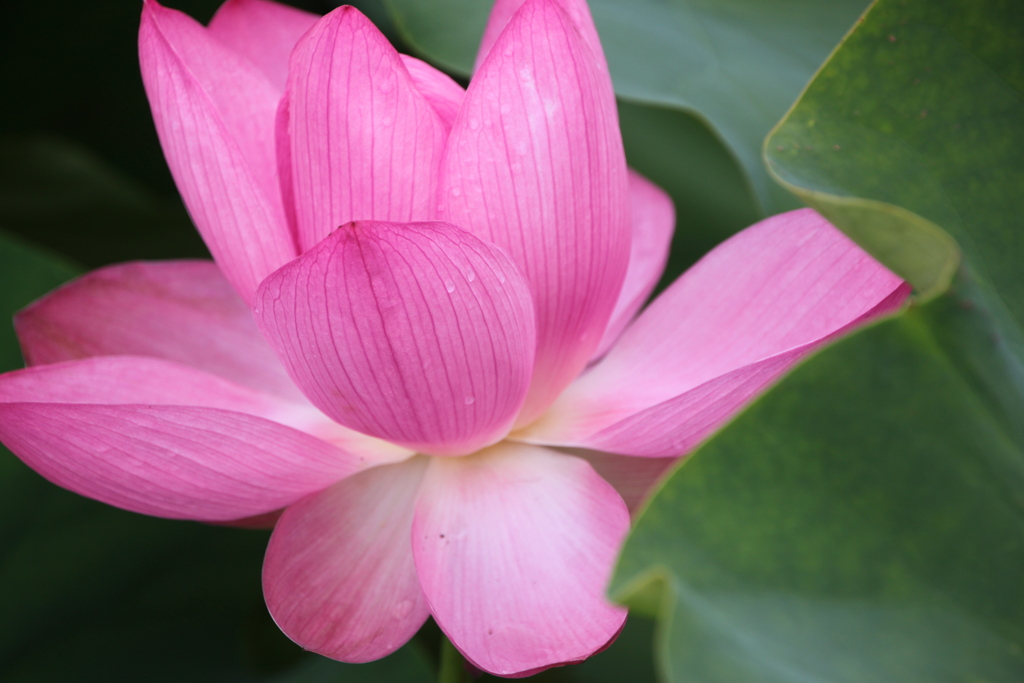 信濃の国蓮花５
