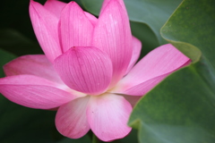信濃の国蓮花５