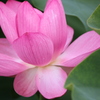 信濃の国蓮花５
