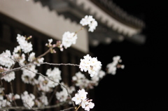 夜桜