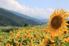 去りゆく夏に・・・０４～愉快な仲間達と共にこの地で生きる～