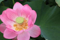 信濃の国蓮花３