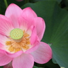 信濃の国蓮花３