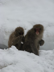 みーつけ！　いたの？