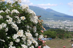 浅間山を望む薔薇園にて　Vol.01