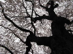 150年の歴史咲き誇る