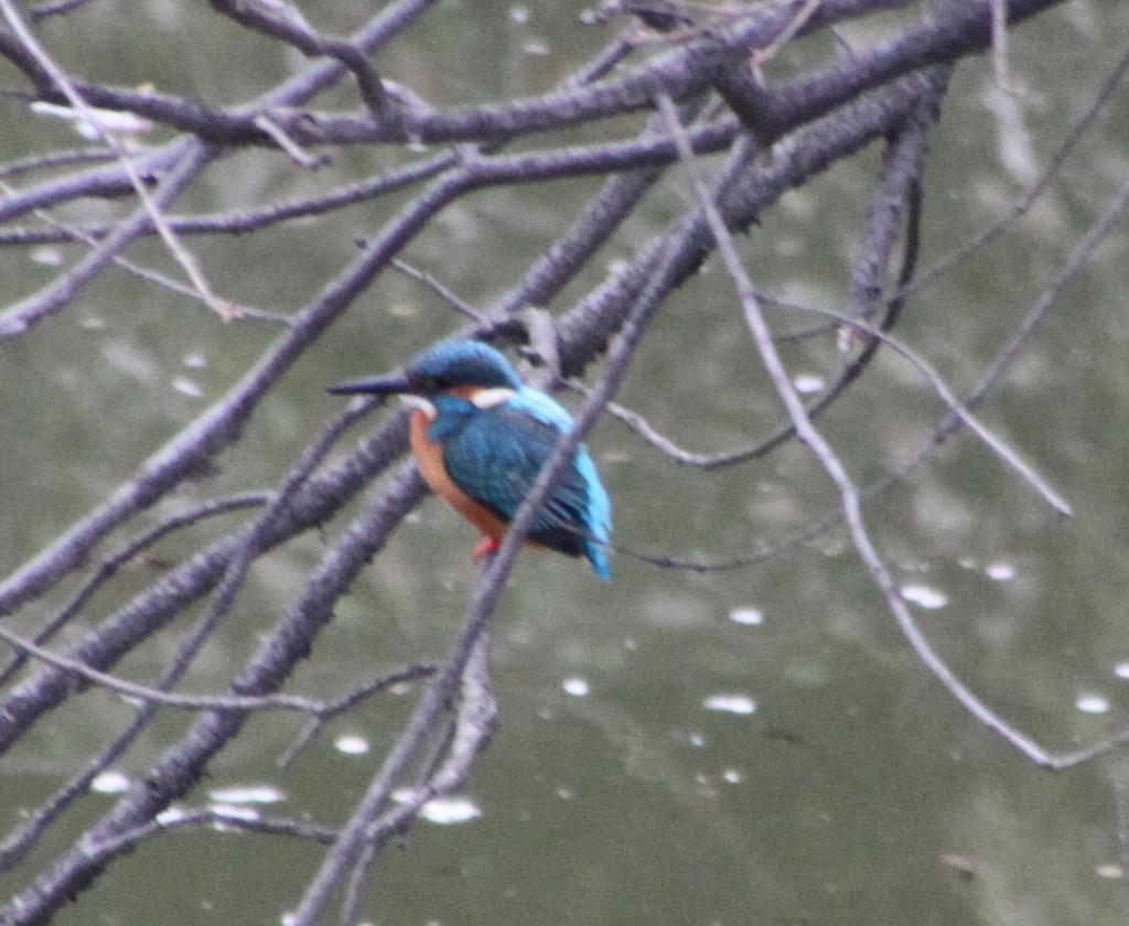 幸福の青い鳥発見！