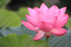 紅色蓮花