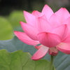 紅色蓮花