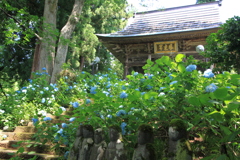 七地蔵とあじさい