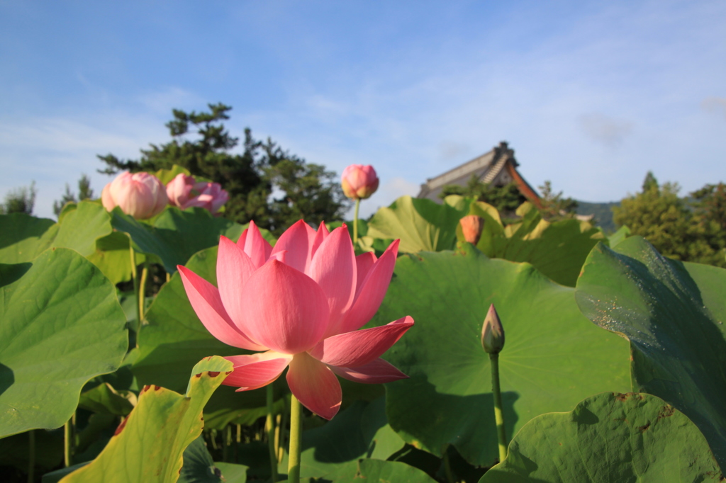 信濃の國の国分寺と蓮華