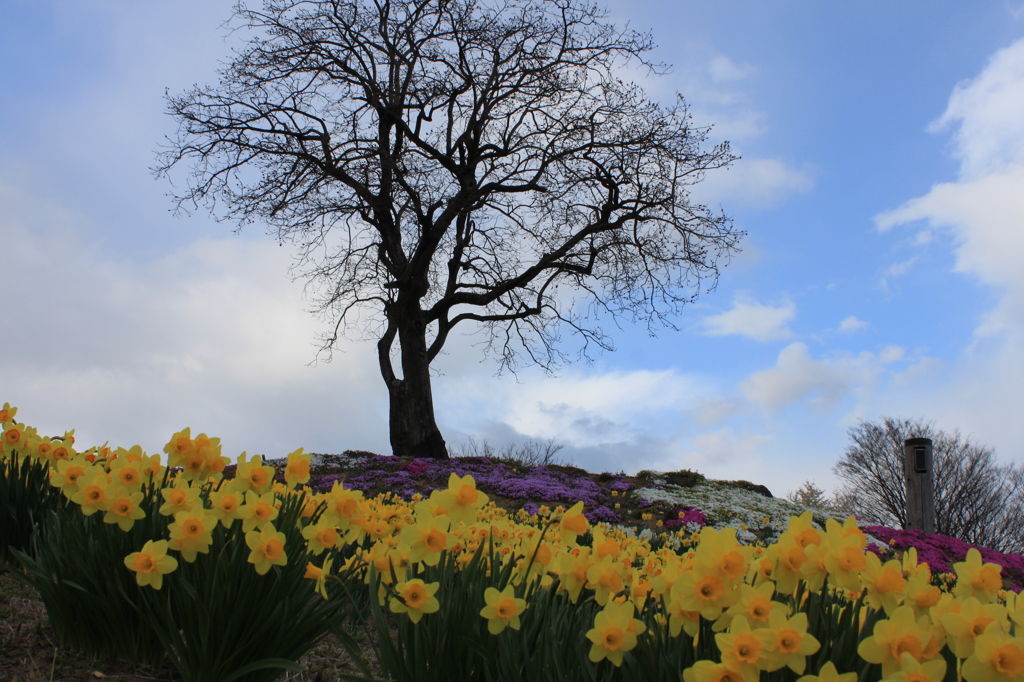咲き誇れ春に・・１