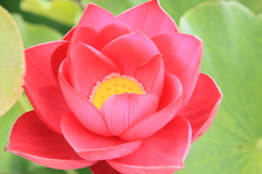 信濃國蓮花～水芙蓉　清らかな心で～０３
