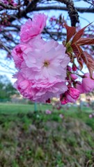 今年最後の桜かな？～かわいい君へ～