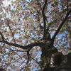 淡い紅色の可愛い君にⅡ・・