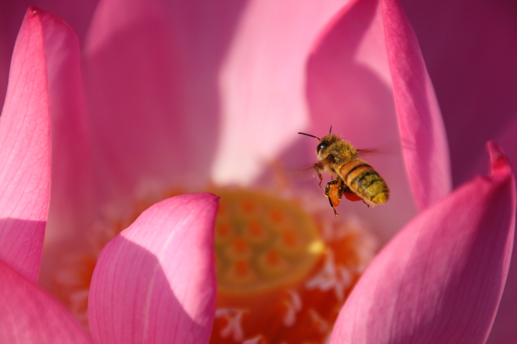 蜜蜂の世界４
