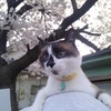 桜咲く季節君は何を思ふ