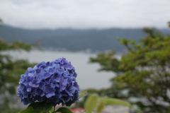 由衣姫の夢花10