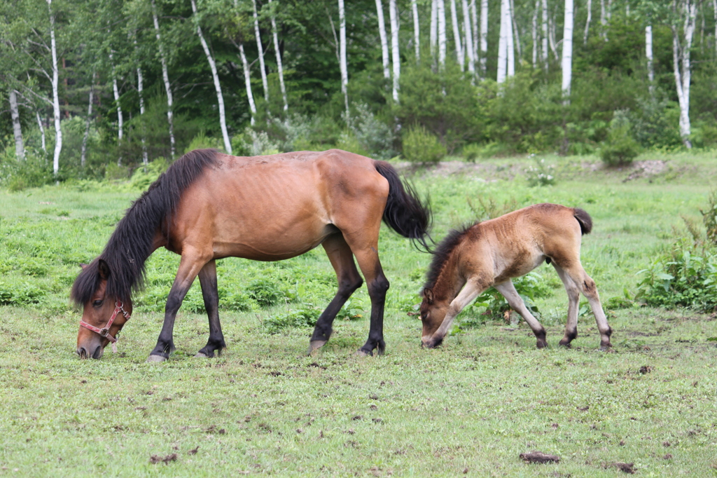 木曽馬の親子