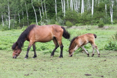 木曽馬の親子