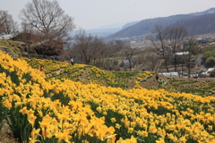 黄色の春　ⅲ