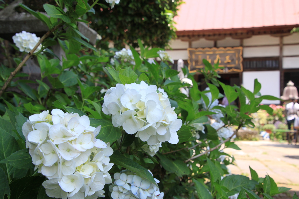 山寺と白紫陽花～ひたむきな愛情～