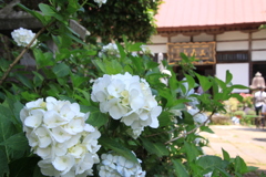 山寺と白紫陽花～ひたむきな愛情～