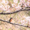 城のお堀で見つけた幸せの青い鳥！１