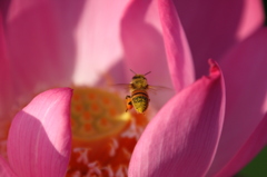 蜜蜂の世界５