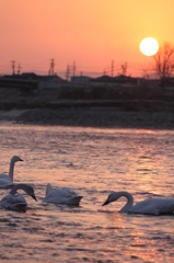 白鳥の居る風景