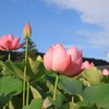 清らかな心２