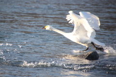 The Chikuma River runway take-off０５