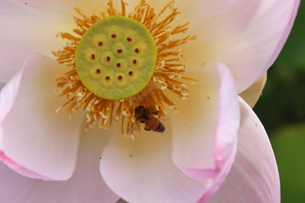 蓮華と蜂