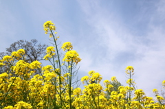 菜の花と青空