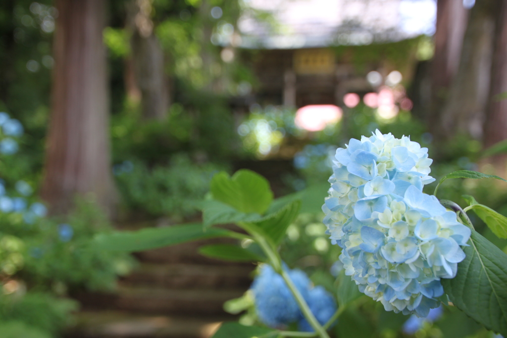 山寺の青の宝石０１～神秘・忍耐強い愛情～