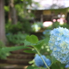 山寺の青の宝石０１～神秘・忍耐強い愛情～