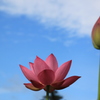 神聖な花