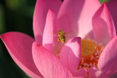 蜜蜂の世界１